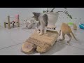 😍 So Funny! Funniest Cats and Dogs 🐶😅 Funny Animal Moments 😻🐕