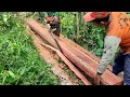Processing old coconut tree trunks into blocks for house construction materials with a chainsaw