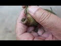 Aloe vera Barbadensis Leaf Propagation