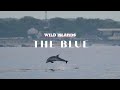 Atlantic Bluefin Tuna Return to Guernsey | The Blue | Learn about Marine-Life in the Channel Islands