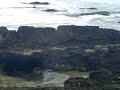 Dog In A Rock Pool.avi