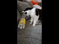 Meine Katze ist voll auf die Flasche fixiert!