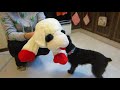 Miniature Schnauzer Pup Meets Lamb Chop