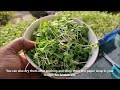 How To Grow Microgreens | Ready To Eat in 10 Days