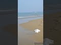 Karwar city Beach bahut hi Beautiful Beach hai magar is Beach par garbage aur gandagi bahut hai