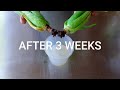 Planting Aloe vera in Aloe vera gel