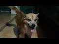 Kenzee, Anjing Lucu Lumpuh Ditabrak Orang