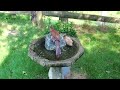 King of the Birdbath Brown Thrasher