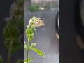 LA MAGICA 🧙‍♀️ PERFEZIONE DELLA NATURA