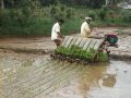 Machine Transplantation of Paddy