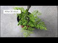 The Simplest way to Grow Moringa/Drumstick from Cuttings [Without Rooting Hormones]