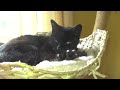 My sweet cats! #catlover #ragdolls #fluffycats #catvideos #blackcat