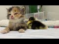 FUNNIEST Pets.The Kitten Is gradually recovering its health, playing with the duckling 🤣 Funny Cute.