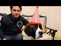 ALEX KI KAHANI / SAINT BERNARD DOG/ World's BIGGEST & CUTEST DOG ( ft, Alex , Abhishek)