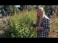 Seed saving on the flower farm!