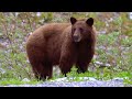 WildLife  - Bear Day