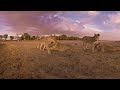 Lions 360° | National Geographic