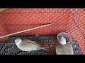 Reasons why our Australian Dove  Laying infertile eggs .