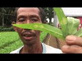 PELUANG USAHA PERTANIAN,.. AYO PUNYA USAHA BERKEBUN SAYUR KANGKUNG,!!  PENGHASIL UANG TERCEPAT