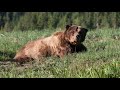 TOTAL BAN - The B.C. Grizzly Bear Hunt is Over!