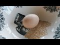 HOW TO TELL if EGG is FERTILIZED Without Breaking the Egg 🥚 !? Fun Experiment 😃