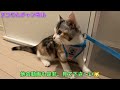 【子猫動画】ルーティーン動画と緊急事に備えて準備がこちら！