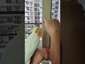 My cute cockatiel bird singing and saying 'peek a boo'