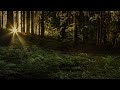 Sagen aus dem Schwarzwald: Folge 43 - Neues vom wilden Jäger