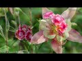The Largest Flower Collection in the World 8K HDR 60FPS DEMO -  Relaxing music and nature sounds 8K