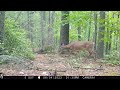 New Hampshire Trail cam videos- Spring 2023
