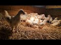 Brooder Build and Chicks on the Homestead! #Farmlife