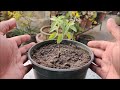 How To Grow Tulsi / Holy Basil From Cuttings | FULL UPDATES