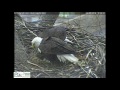 Mom pushed dad off eggs at Hays bald eagle nest