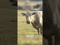 How Do Cows Turn Grass Into Milk?