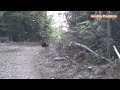 A breathtaking confrontation between the bear and the hunter