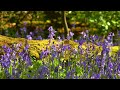 Beautiful Relaxing Music in Peaceful Forest Bluebell Wood Bluebell Forest Birds Singing Piano Music
