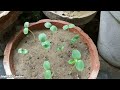 How To Grow Balsam Flower From Seeds || With Update Balsam Flower May Care Tips || UrduHindi