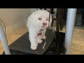 My Puppy and Her Laundry | xoxo Lucy the Maltese
