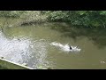 Coot Turf War London UK