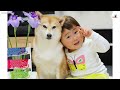 (ENG Sub) Shiba Dog Turns Maternal on Meeting the Baby!