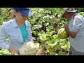 Incrível Colheita de Jerimum Vejam só Uma explosão de Frutos / Grande Colheita de Abóbora