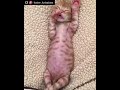 Baby Kitten Sucking Her Thumb