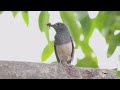 Symphony of Nature: Oriental Magpie Robin's Melodic Call with a Twist! #birds #nature #wildlife #4k