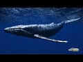 Underwater Whale Sounds - Full 60 Minute Ambient Soundscape