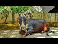 Nadan pashu valarthal | നാടൻ പശു തീറ്റ ക്രമം | Nadan cow malayalam | Cow in kerala | Pasu valarthal