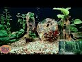 Longfin Zebra Danios, 29 Gallon Tank