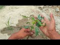 How to growing papaya plant with tomato / Grafting papaya and tomato !!!