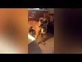 Funny Boxer Dog Talking Compilation
