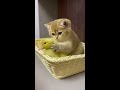 The life of ducklings and cute cats. Very interesting