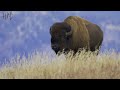 Yellowstone National Park Vacation Travel Guide 4K| TRAVEL